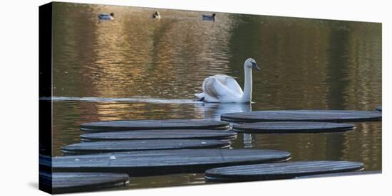 Swan in Keukenhof Gardens-Anna Miller-Premier Image Canvas