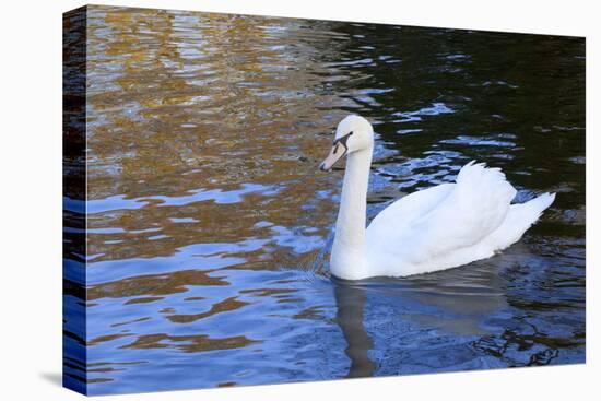 Swan in Keukenhof Gardens-Anna Miller-Premier Image Canvas