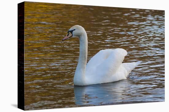 Swan in Keukenhof Gardens-Anna Miller-Premier Image Canvas