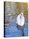 Swan in Keukenhof Gardens-Anna Miller-Premier Image Canvas
