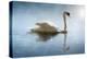 Swan in the Morning Sunlight with Reflections on Calm Water in a Lake-Flynt-Premier Image Canvas
