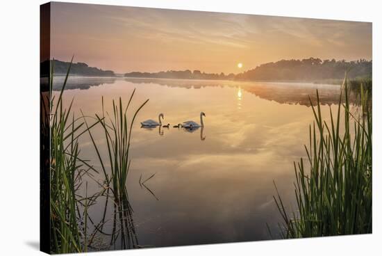 Swan Lake-Steve Docwra-Stretched Canvas