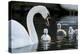 Swan mother swims with four cygnets-Charles Bowman-Premier Image Canvas