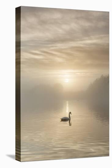 Swan on misty lake at sunrise, Clumber Park, Nottinghamshire, England, United Kingdom, Europe-John Potter-Premier Image Canvas