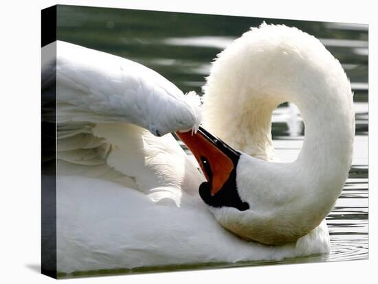 Swan on the river Rhine near Breisach, Germany-Winfried Rothermel-Premier Image Canvas