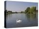 Swan on the River Thames at Walton-On-Thames, Near London, England, United Kingdom, Europe-Hazel Stuart-Premier Image Canvas