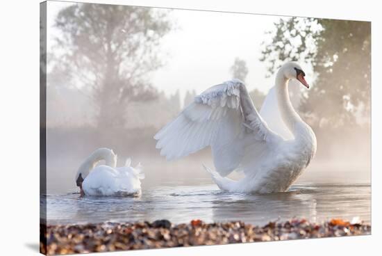 Swan Stretching on Misty Lake-null-Stretched Canvas