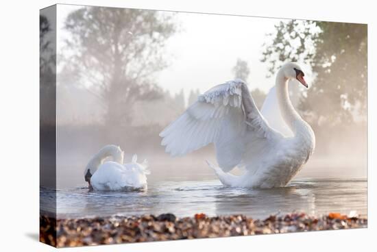 Swan Stretching on Misty Lake-null-Stretched Canvas