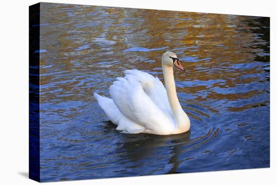 Swan swimming in a garden lake, Netherlands-Anna Miller-Premier Image Canvas