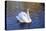 Swan swimming in a garden lake, Netherlands-Anna Miller-Premier Image Canvas