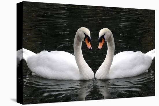 Swan Symbol of Love-mamaluk-Premier Image Canvas