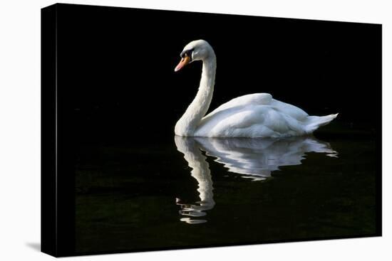 Swan-Charles Bowman-Premier Image Canvas