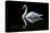 Swan-Charles Bowman-Premier Image Canvas