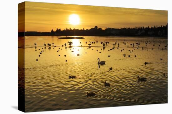 Swans and Ducks at Sunset, Reykjavik, Iceland-Arctic-Images-Premier Image Canvas