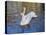 Swans in Keukenhof Gardens-Anna Miller-Premier Image Canvas