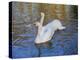 Swans in Keukenhof Gardens-Anna Miller-Premier Image Canvas