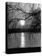 Swans Swimming Through the Moonlight Streaks on Pond-Cornell Capa-Premier Image Canvas