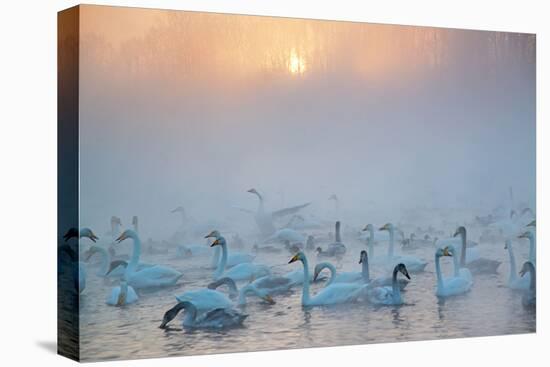 Swans Wintering Altai Krai Siberia Russia-Pavel Filatov-Premier Image Canvas