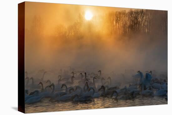 Swans Wintering Altai Krai Siberia Russia-Pavel Filatov-Premier Image Canvas