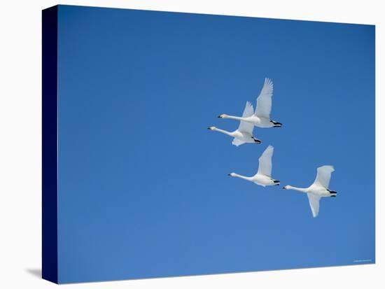 Swans-null-Premier Image Canvas