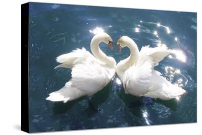 'Swans' Art Print | Art.com
