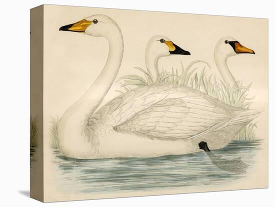 Swans-Beverley R. Morris-Premier Image Canvas