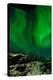 Sweden, Norrbotten, Abisko. Aurora Borealis (Northern Lights) above Abisko canyon.-Fredrik Norrsell-Premier Image Canvas