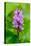 Sweden, Norrbotten, Abisko, Torne Lake. Heath Spotted Orchid.-Fredrik Norrsell-Premier Image Canvas