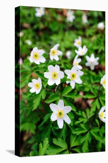 Sweden, Skane. Wood Anemone (Anemone nemorosa), flowering in early spring.-Fredrik Norrsell-Premier Image Canvas