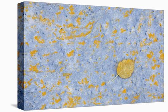 Sweden, Stone, Lichens, Leaf, Yellow-Rainer Mirau-Premier Image Canvas