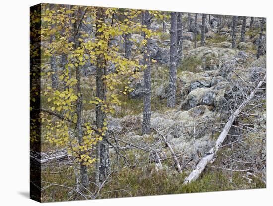 Sweden, Varmland, Pine Forest in Lesjofors, Block of Stone with Moss Cushion, Autumn-K. Schlierbach-Premier Image Canvas