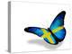 Swedish Flag Butterfly Flying, Isolated On White Background-suns_luck-Stretched Canvas