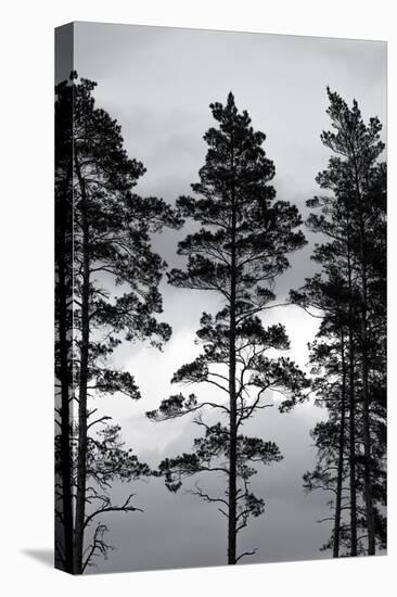 Swedish Trees-Mareike Böhmer-Premier Image Canvas