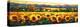 Sweeping Fields of Sunflowers-Nancy O'toole-Stretched Canvas