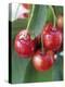 Sweet Cherries on the Branch-Vladimir Shulevsky-Premier Image Canvas