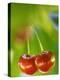 Sweet Cherry (Prunus Avium)-Maria Mosolova-Premier Image Canvas
