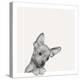 Sweet Chihuahua-Jon Bertelli-Stretched Canvas