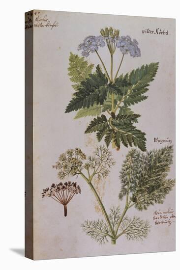 Sweet Cicily, Myrrhis Odorata, Above Baldmoney Plant; Meum Athamanticum. from 'Camerarius…-Joachim Camerarius-Premier Image Canvas