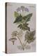 Sweet Cicily, Myrrhis Odorata, Above Baldmoney Plant; Meum Athamanticum. from 'Camerarius…-Joachim Camerarius-Premier Image Canvas