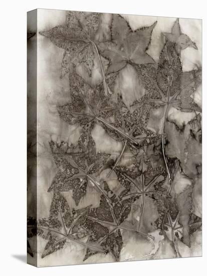 Sweet Gum Leaves-Kathryn Phillips-Stretched Canvas