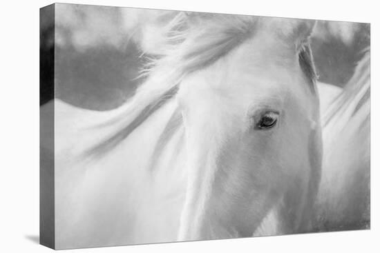 Sweet Horse-Marco Carmassi-Premier Image Canvas