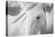 Sweet Horse-Marco Carmassi-Premier Image Canvas