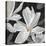 Sweet Magnolia-Farrell Douglass-Premier Image Canvas