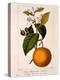 Sweet Orange: Citrus Sinensis Var. Bigaradia Violacea, 1836-Pancrace Bessa-Premier Image Canvas