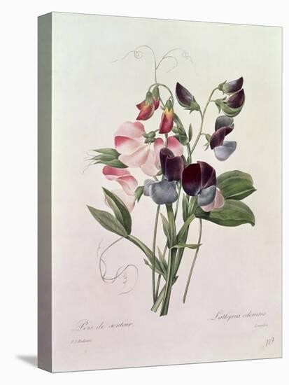 Sweet Peas (Lathyrus Odoratur) from 'Choix Des Plus Belles Fleurs', 1827-33-Pierre-Joseph Redouté-Premier Image Canvas