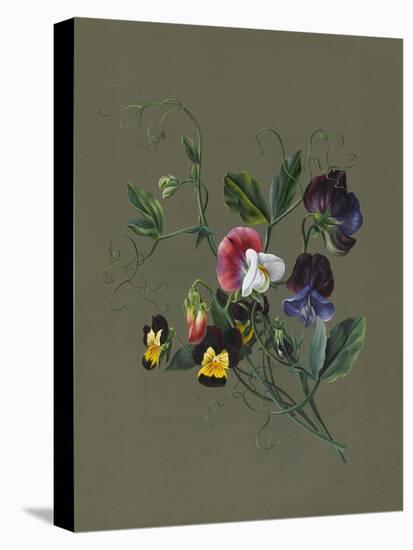 Sweet Peas (Quitro) and Violas, 1830 (W/C and Bodycolour on Paper with a Prepared Ground)-Louise D'Orleans-Premier Image Canvas