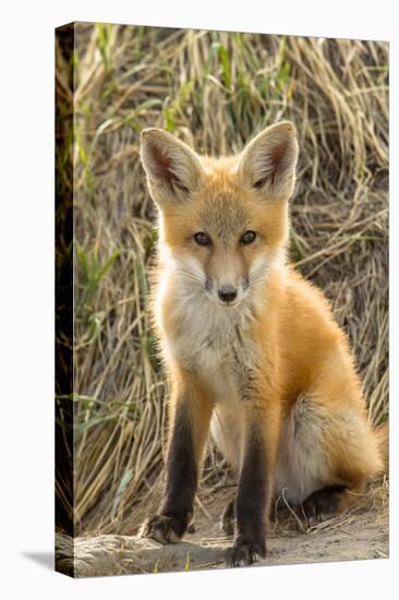 Sweet Red Fox Kit-Jason Savage-Stretched Canvas