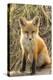 Sweet Red Fox Kit-Jason Savage-Stretched Canvas