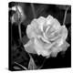 Sweet Rose I-Nicole Katano-Stretched Canvas