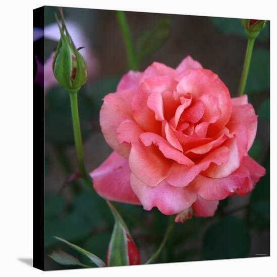 Sweet Rose I-Nicole Katano-Stretched Canvas